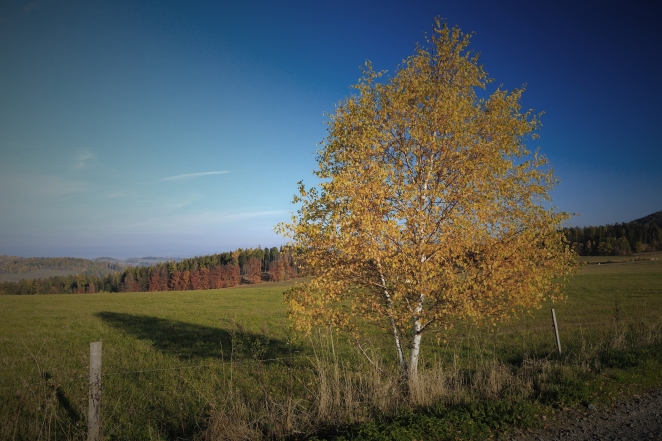 birch-tree-in-autumn-1448279549jru_fotor